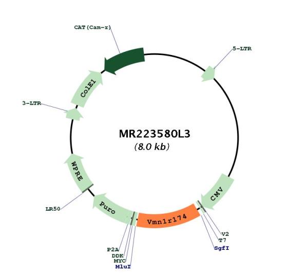 Circular map for MR223580L3