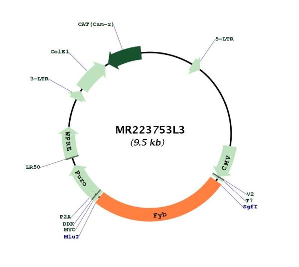 Circular map for MR223753L3