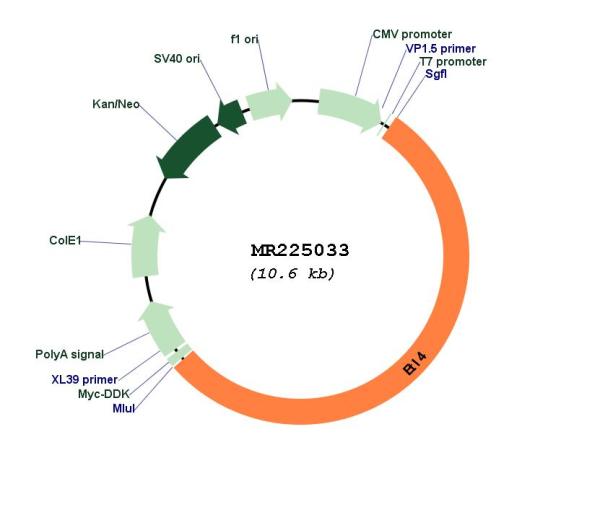 Circular map for MR225033