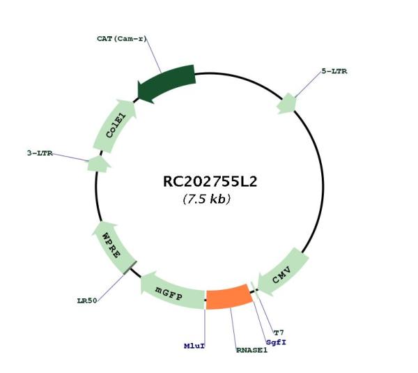 Circular map for RC202755L2