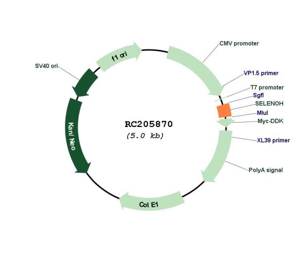 Circular map for RC205870