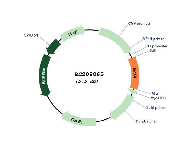 Glutathione Peroxidase 4 (GPX4) (NM_002085) Human Tagged ORF Clone | RC208065 | OriGene Technologies Inc. Glutathione Peroxidase 4 (GPX4) (NM_002085) Human Tagged ORF Clone | RC208065 | OriGene Technologies Inc.