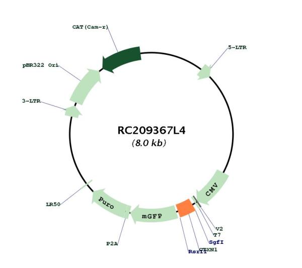 Circular map for RC209367L4