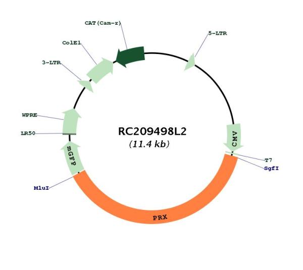 Circular map for RC209498L2