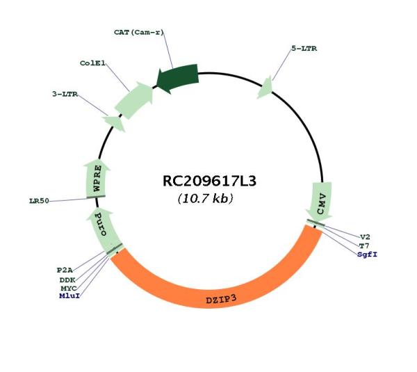 Circular map for RC209617L3