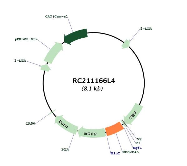 Circular map for RC211166L4