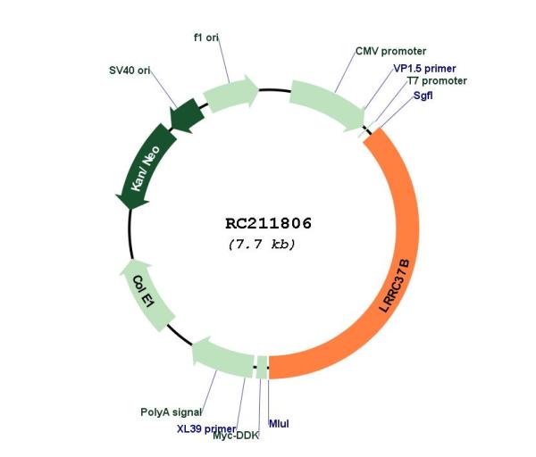 Circular map for RC211806
