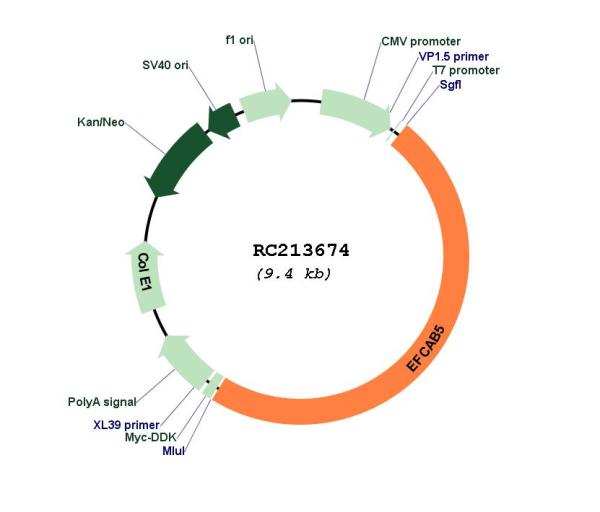 Circular map for RC213674