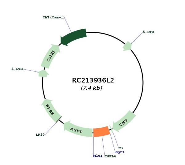 Circular map for RC213936L2