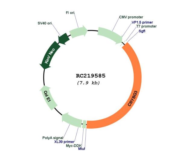 Circular map for RC219585