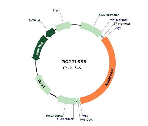 Circular map for RC221668