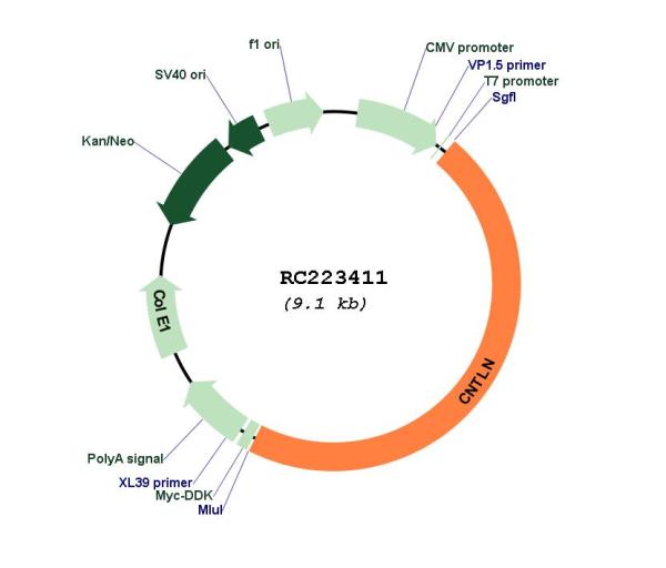 Circular map for RC223411