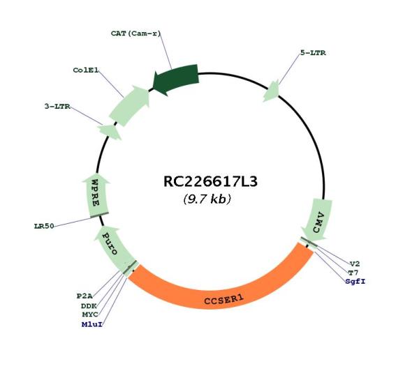 Circular map for RC226617L3