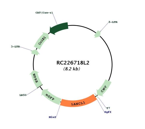 Circular map for RC226718L2