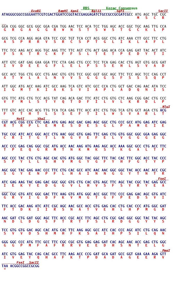 CASTOR3 (NM_178831) Human Tagged ORF Clone | RG210344 | OriGene ...