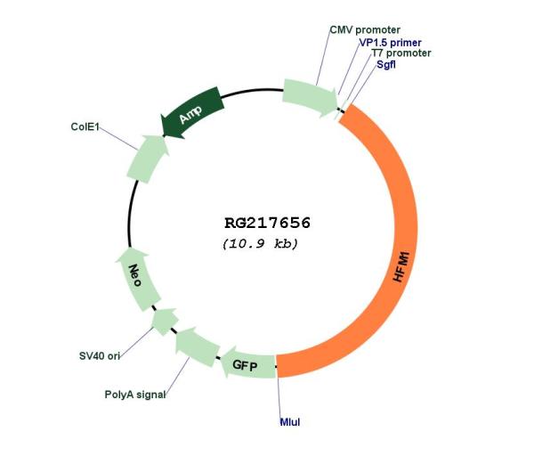 Circular map for RG217656