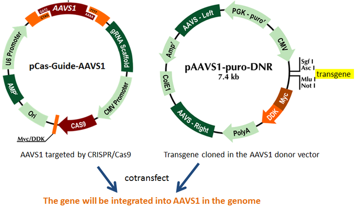 AAVS1 Transgene knockin vector kit | GE100027 | OriGene AAVS1 Transgene knockin vector kit | GE100027 | OriGene