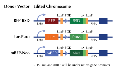 Insulin Receptor (INSR) Human Gene Knockout Kit (CRISPR