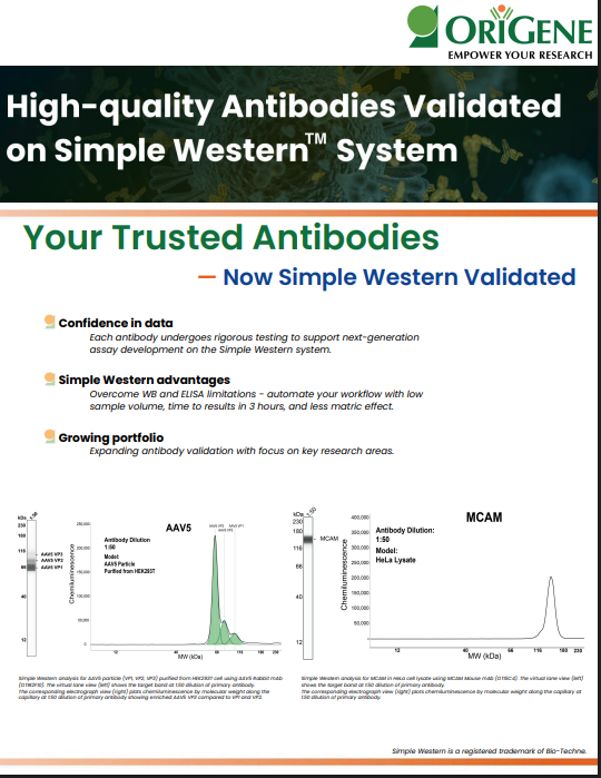 Simple Western Validated Antibodies
