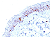 Human skin stained with anti-CD1A mouse monoclonal antibody (AM33361PU-T)