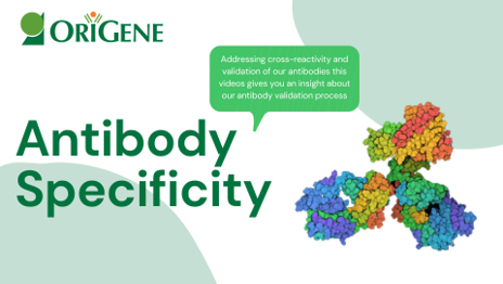 UltraMABs: The ultra-specific antibodies