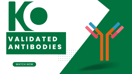 Antibody specificity and KO lysates