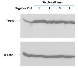 Stable cell lines