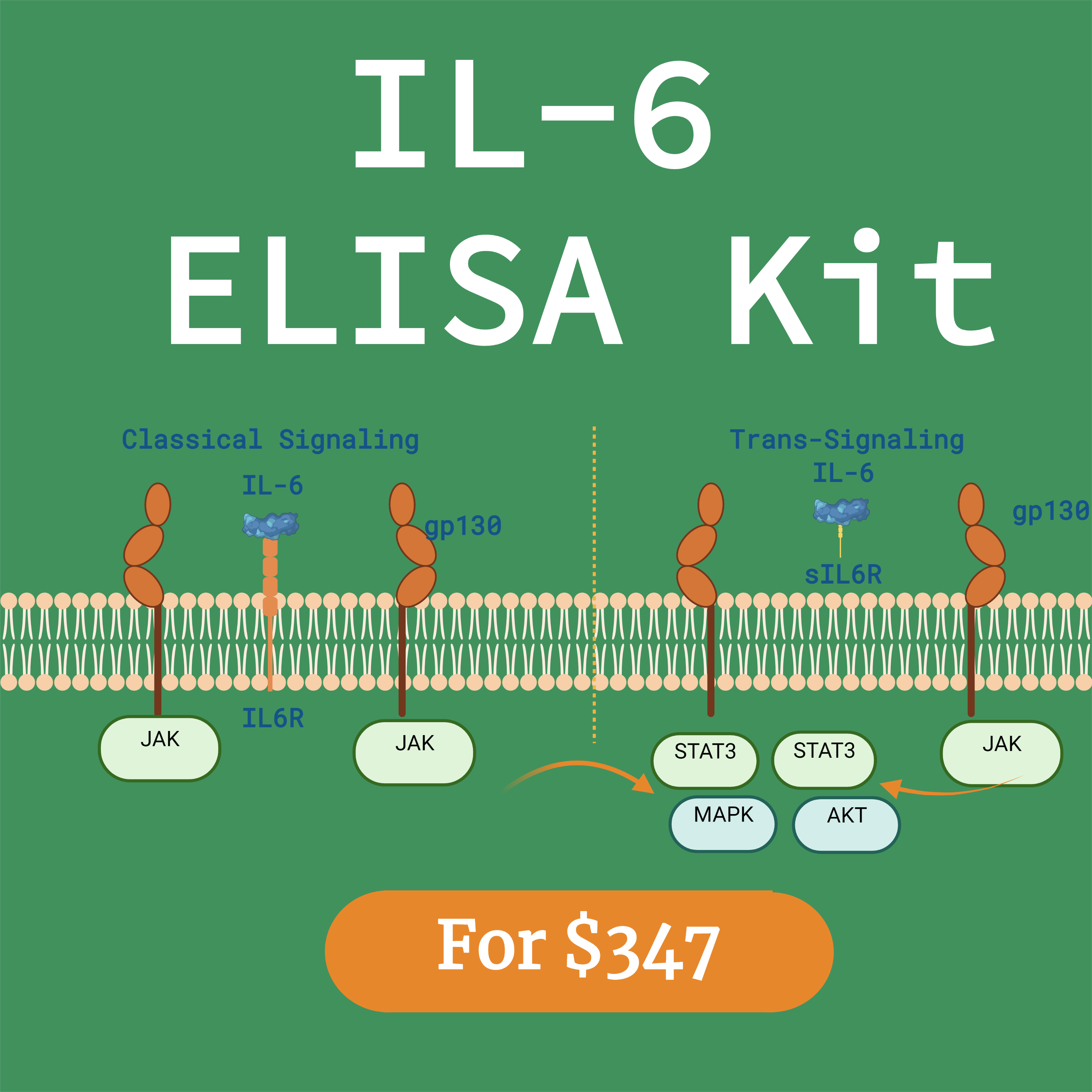 IL-6 ELISA Kit