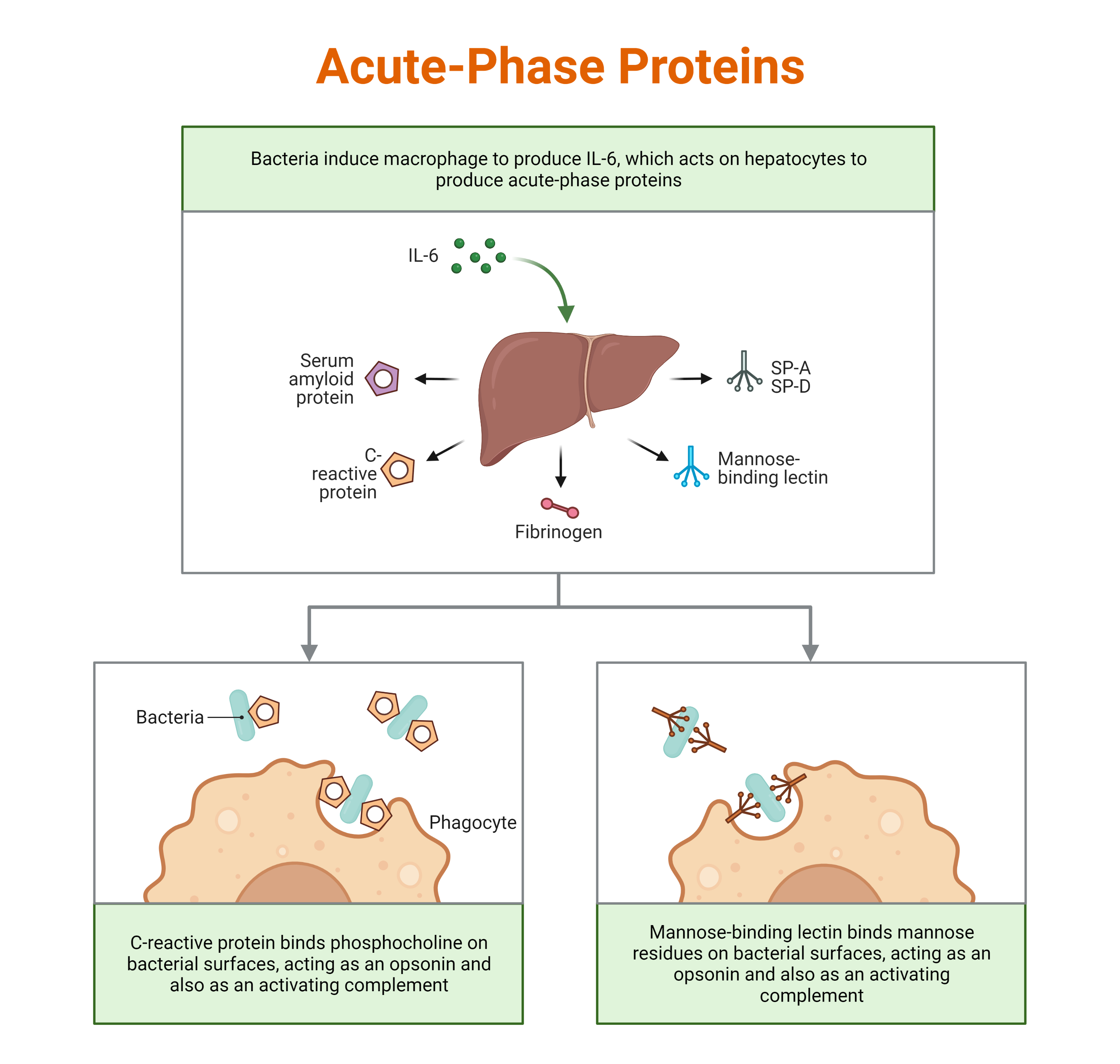 acute-phase-proteins