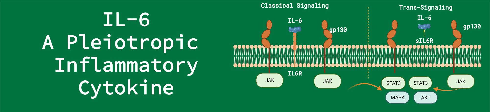 Human IL6: A Pleiotropic Inflammatory Cytokine