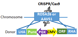 ROSA26 or AAVS1 diagram