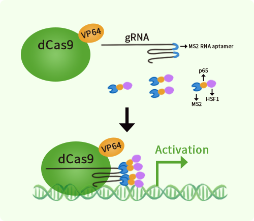 Mouse Rnf182 activation kit by CRISPRa