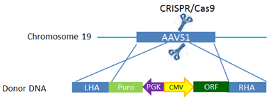 AAVS1_simple_diagram