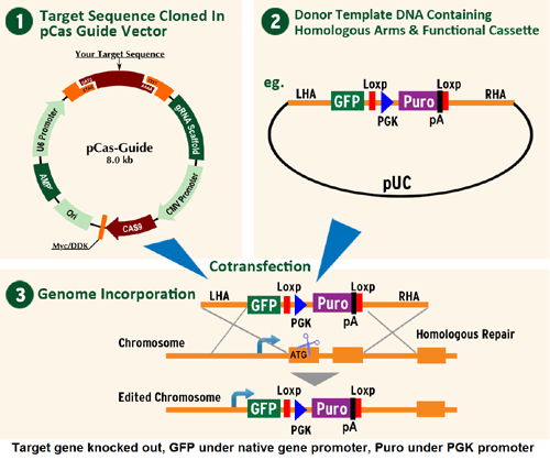 Diagram-Gene Editing RecombII