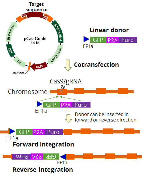 Chemokine Receptor D6 (ACKR2) Human Gene Knockout Kit (CRISPR)
