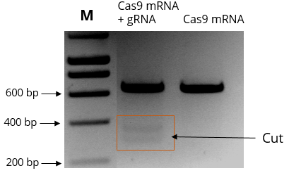 Cas9 mRNA