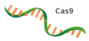 Cas9 mRNA