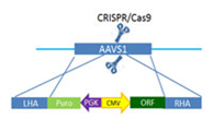 AAVS Transgene Insertion