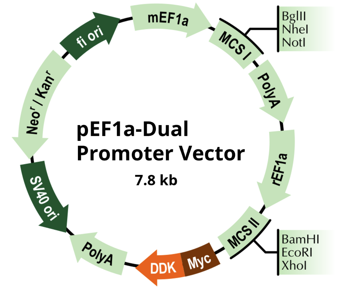 Dual Promoter Expression Vector