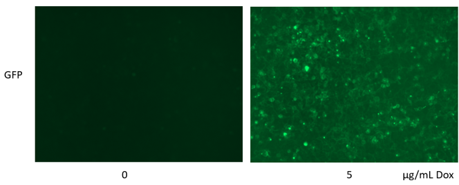 Stable cell lines