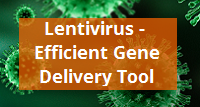 Lentivirus efficient gene delivery tool