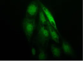 RCC4 cells stained
				for HIF-1 α using TrueMAB antibody TA336308
