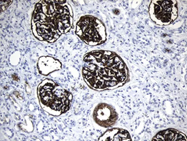 CD10 in Human Kidney stained with UM800128