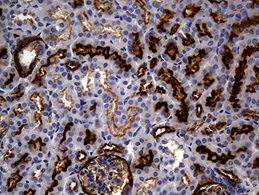 CD10 in Mouse Kidney stained with UM800127