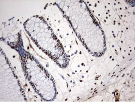 MLF1  in Human Colon tissue stained with UM500100