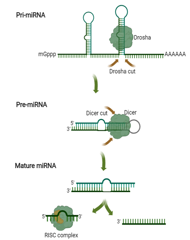 MicroRNA Processing Diagram