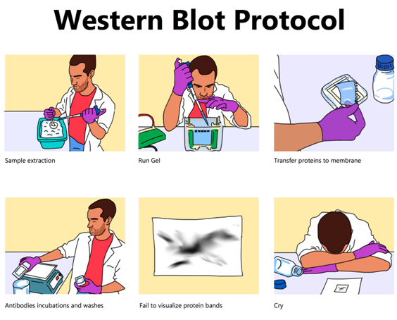 western blot protocal sweepstakes