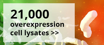 cDNA clone promotion banners