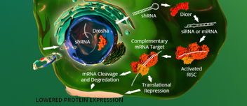 SiRNA saving season is here