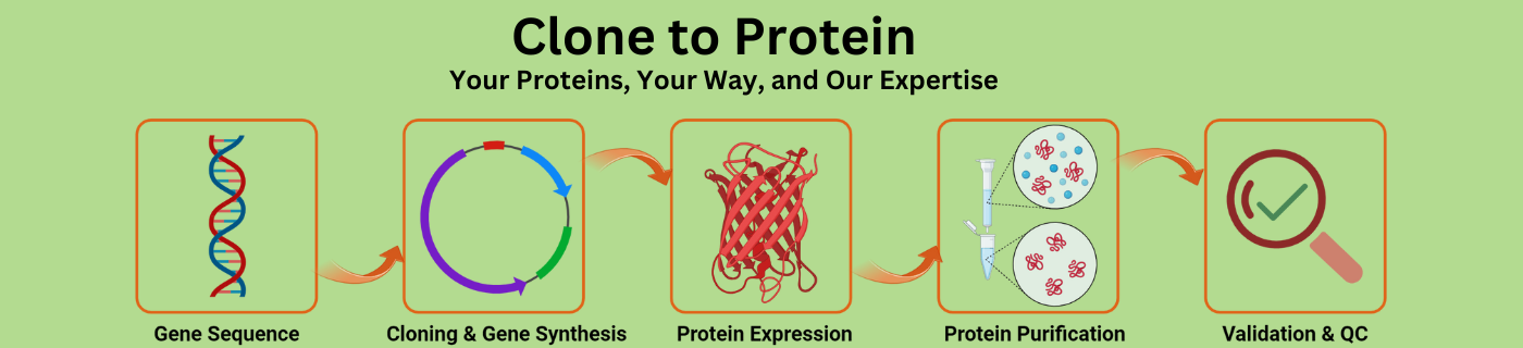 Custom Proteins